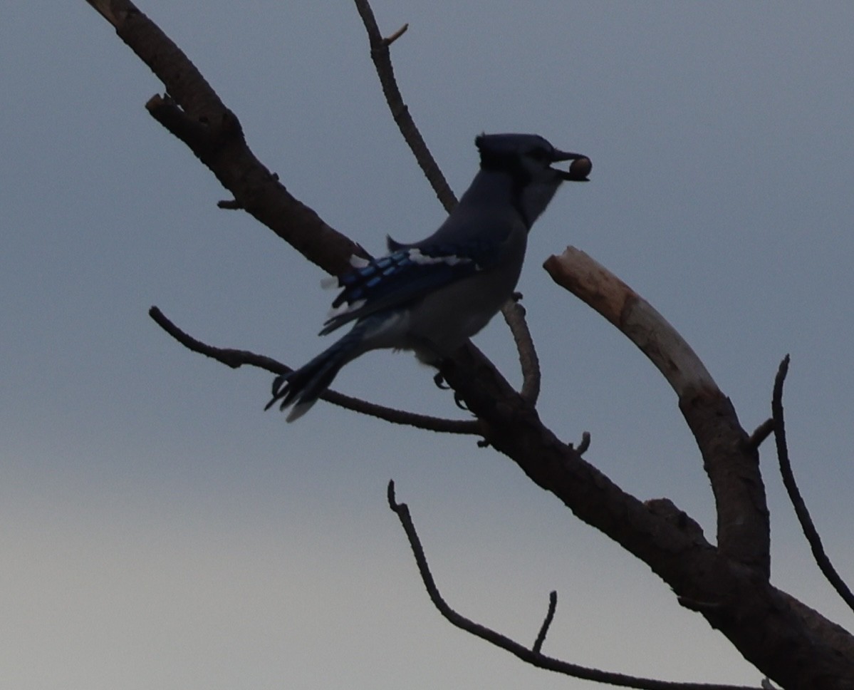 Blue Jay - ML643447193