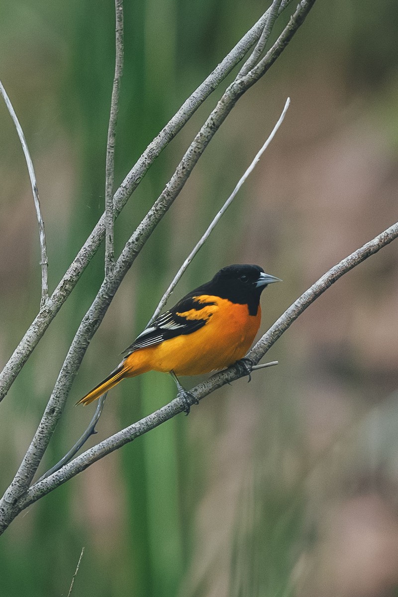 Baltimore Oriole - ML643447194