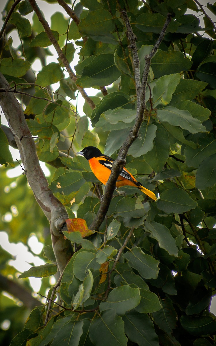 Baltimore Oriole - ML643447207
