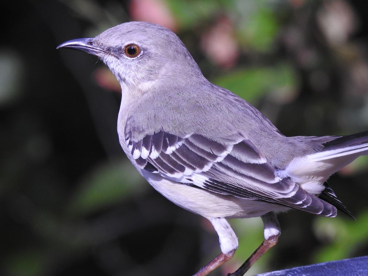Northern Mockingbird - ML643447224