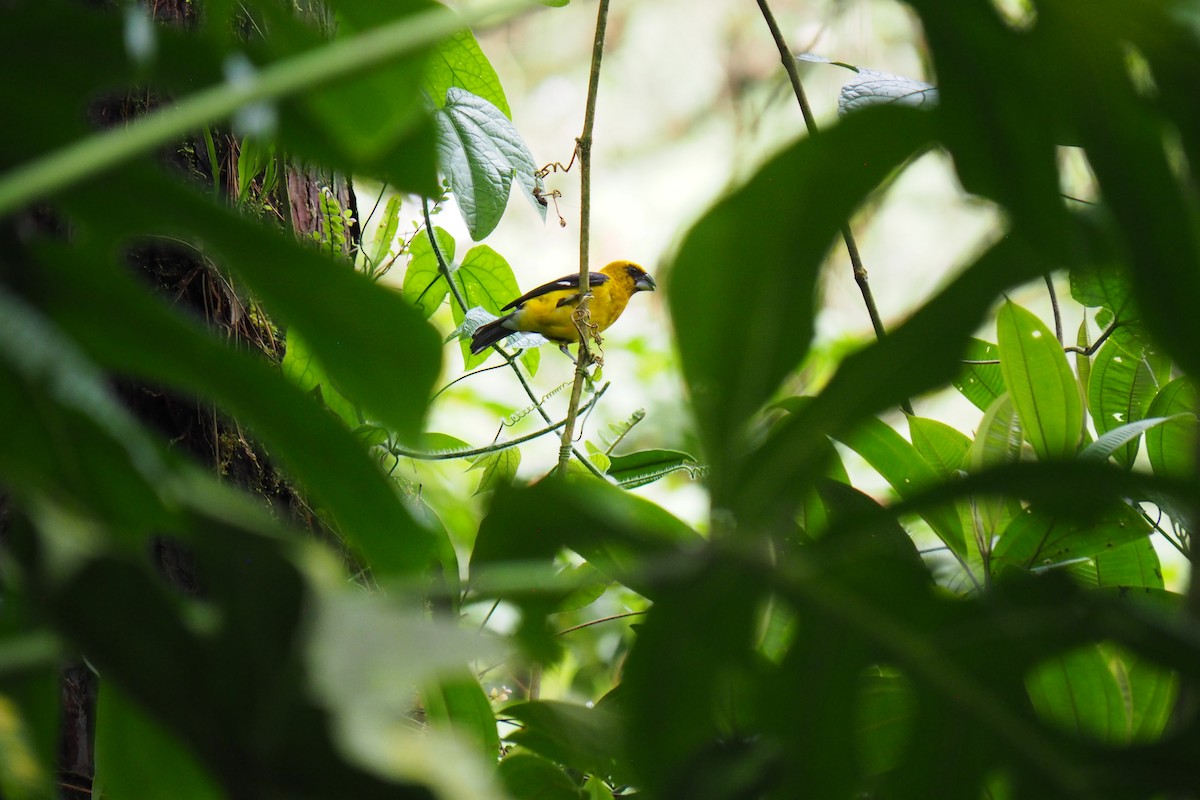 Black-thighed Grosbeak - ML643447236