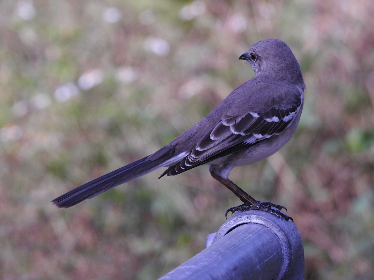 Northern Mockingbird - ML643447241