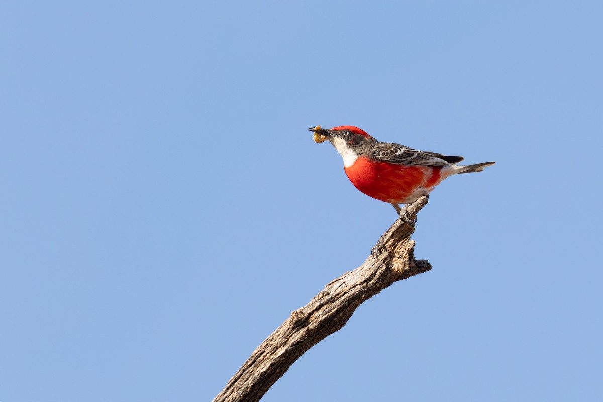 Crimson Chat - ML643447249