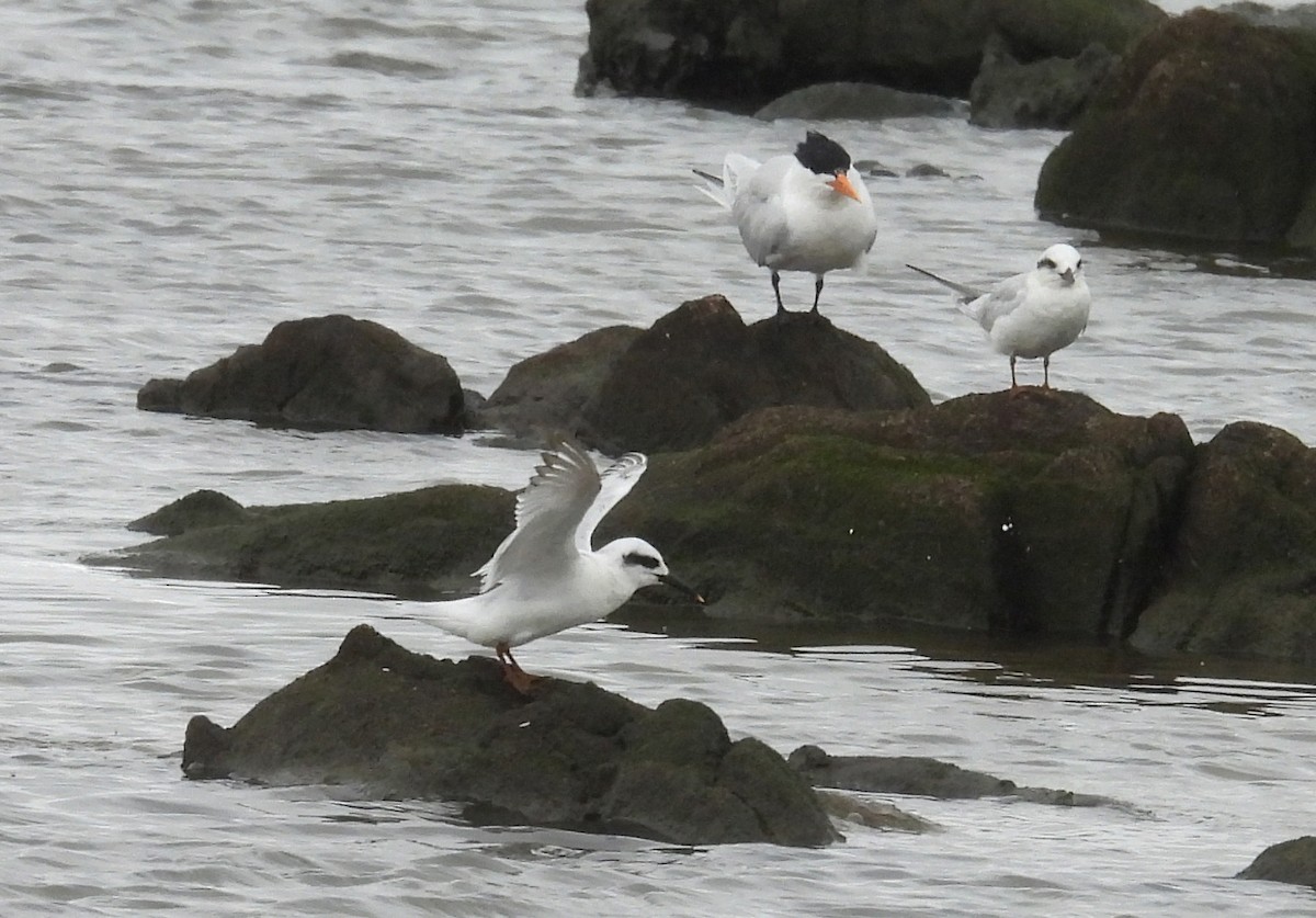 Snowy-crowned Tern - ML643447253