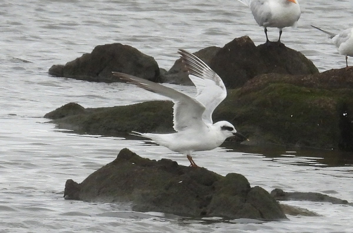 Snowy-crowned Tern - ML643447254