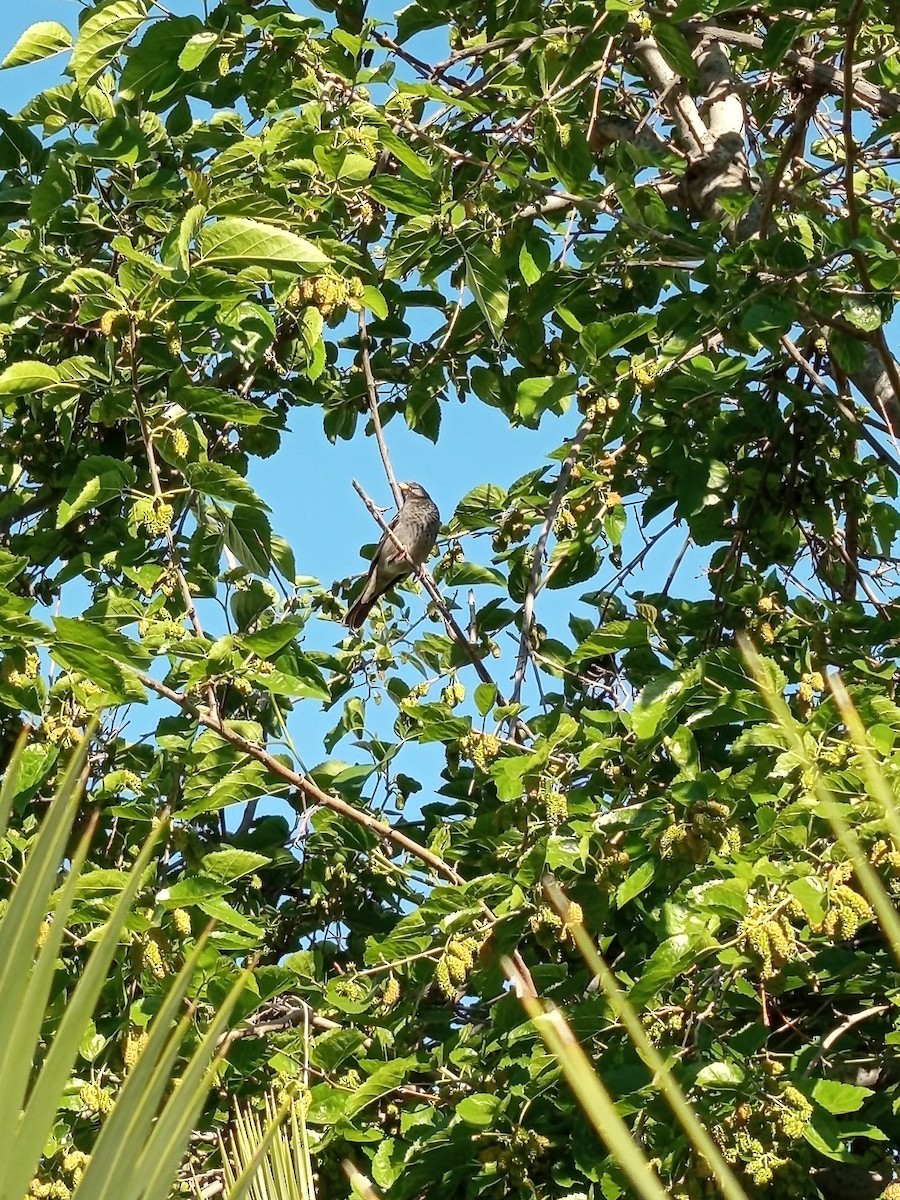Mourning Sierra Finch - ML643447257