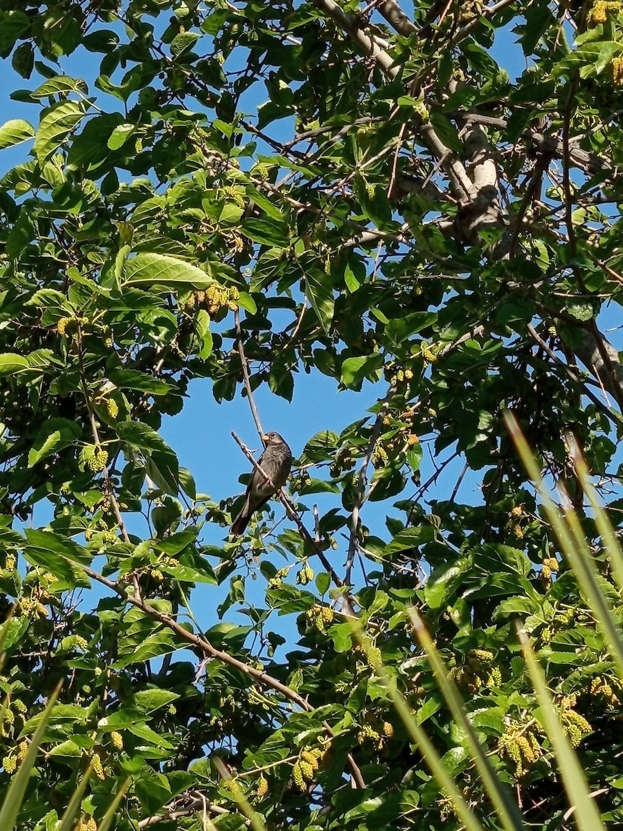 Mourning Sierra Finch - ML643447260