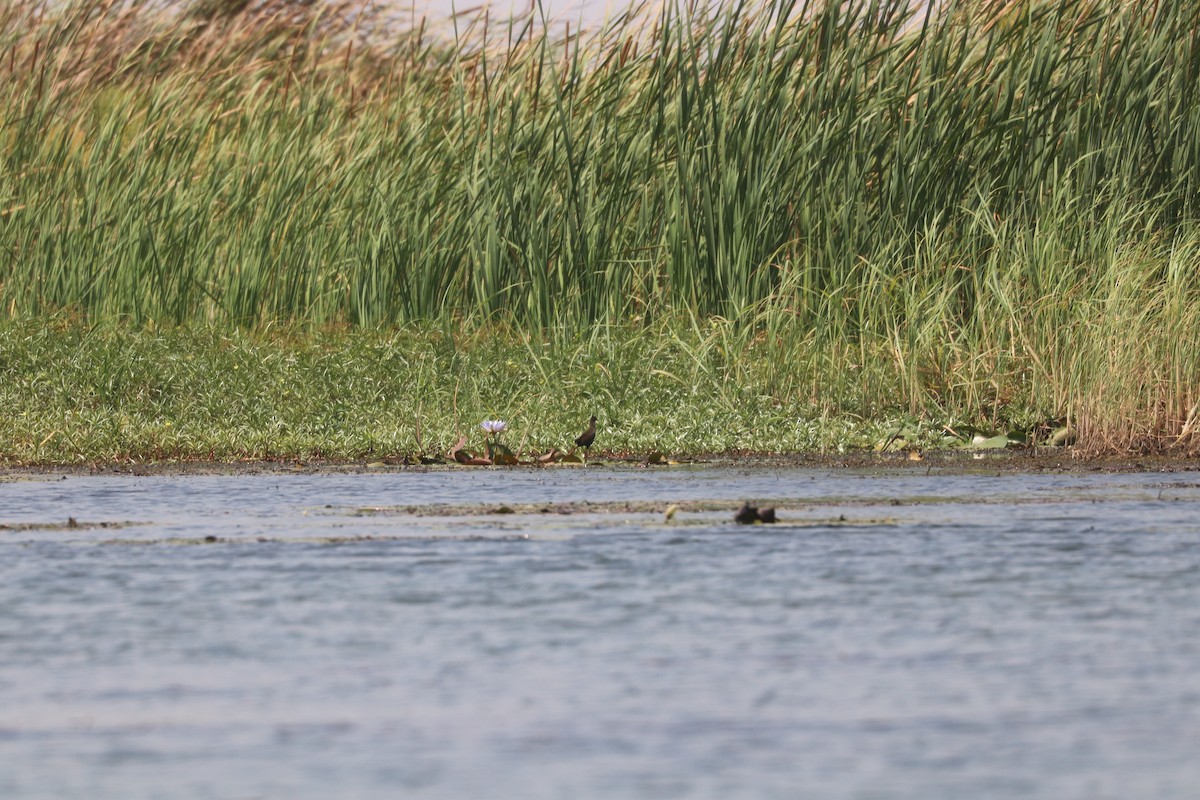 Black Crake - ML643447263