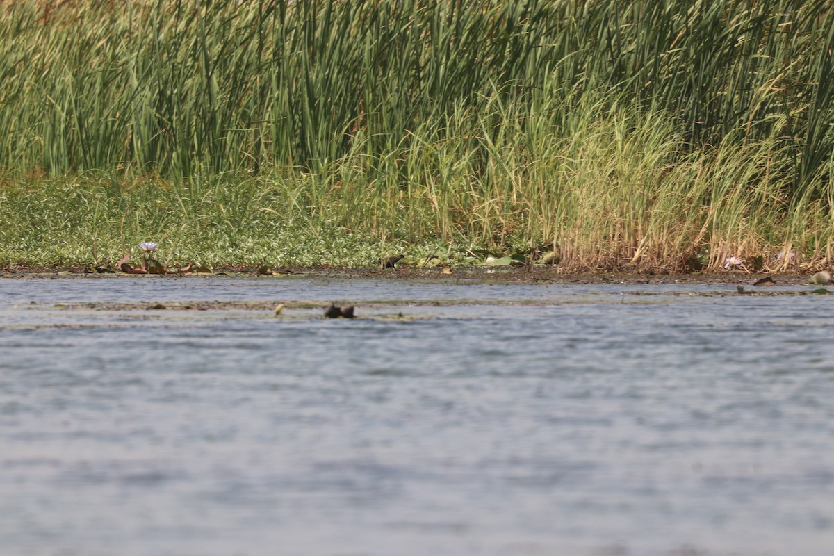 Black Crake - ML643447278