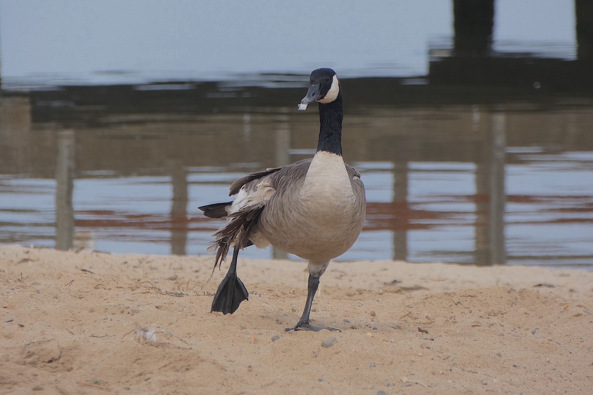 Canada Goose - ML643447345