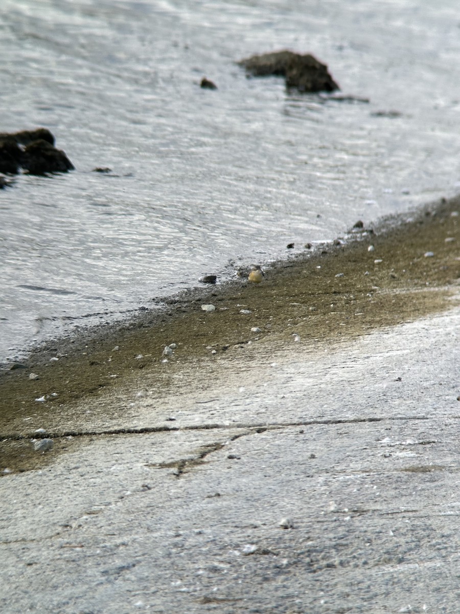 Gray Wagtail - ML643447347