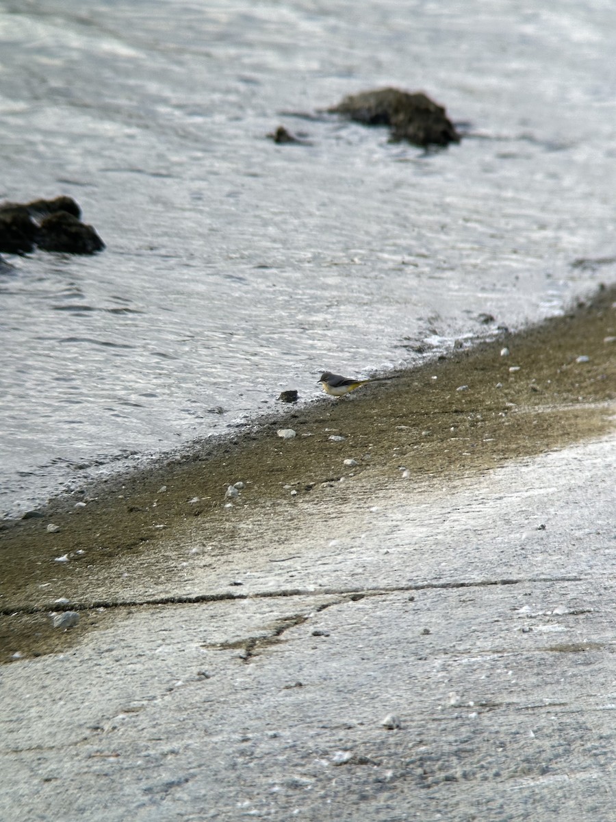 Gray Wagtail - ML643447348
