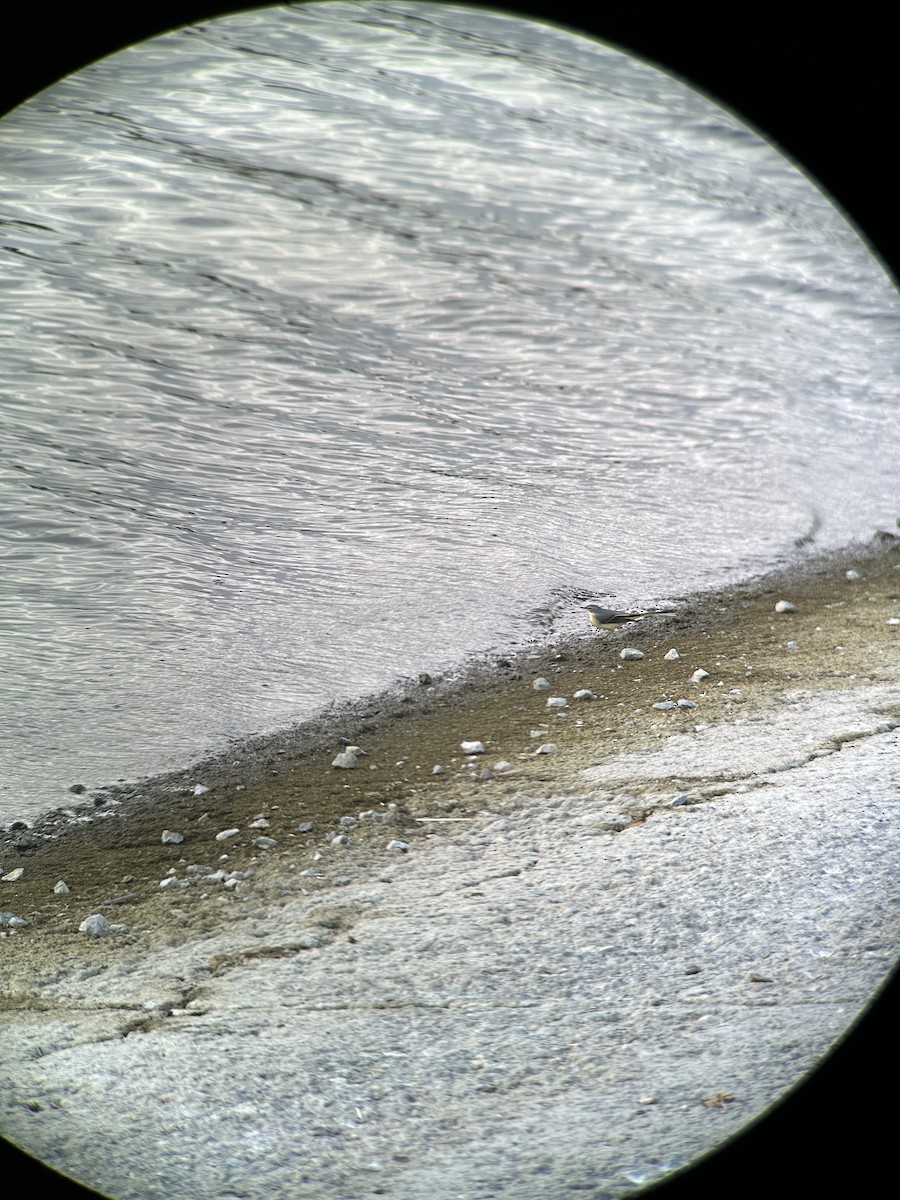 Gray Wagtail - ML643447349