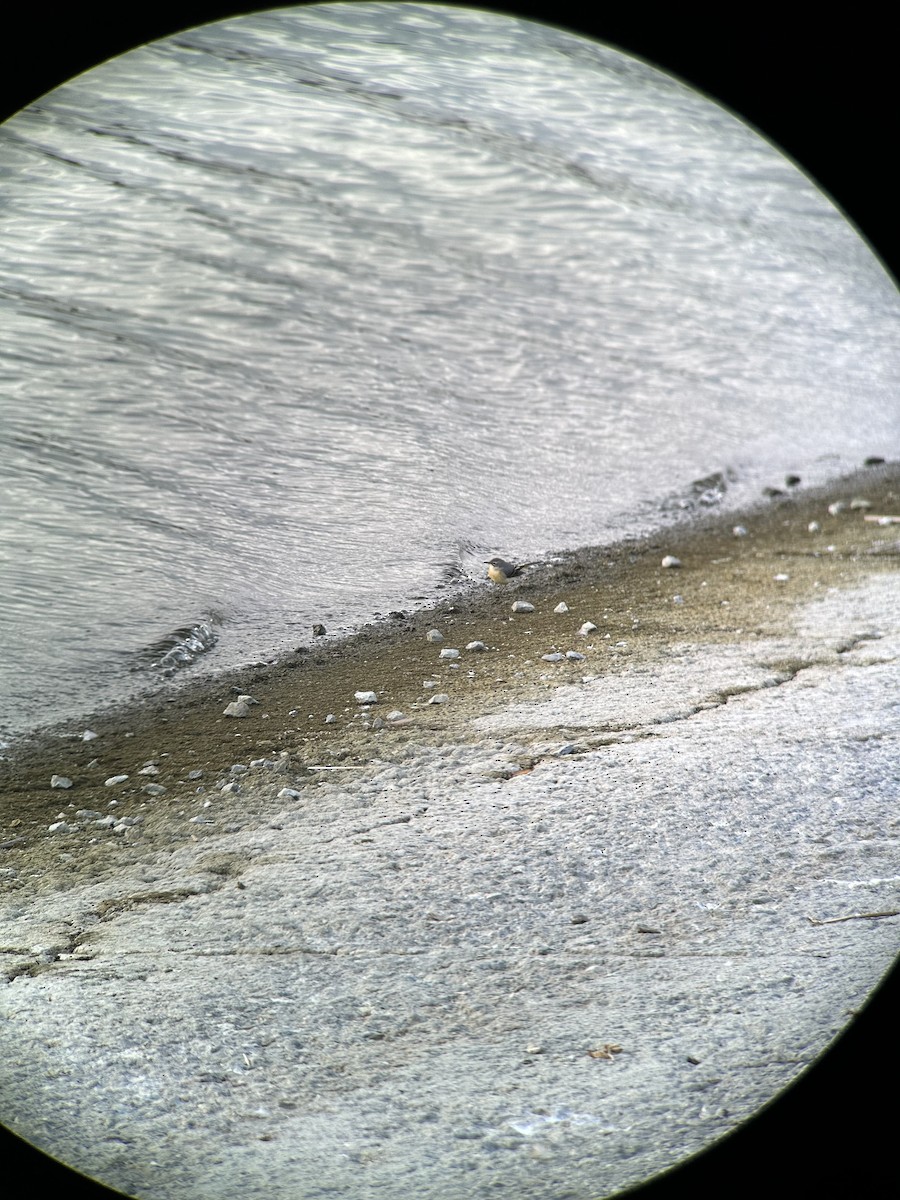 Gray Wagtail - ML643447350