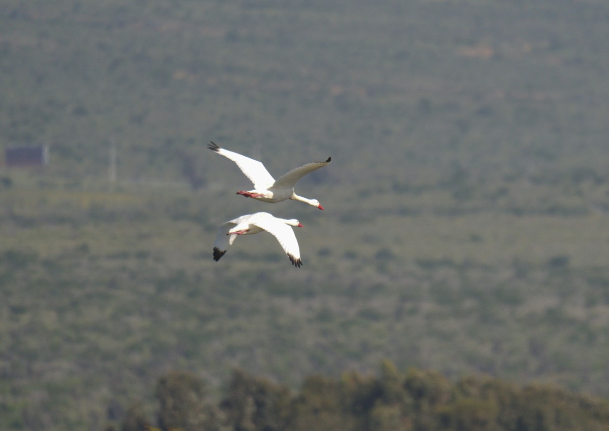 Coscoroba Swan - ML643447380