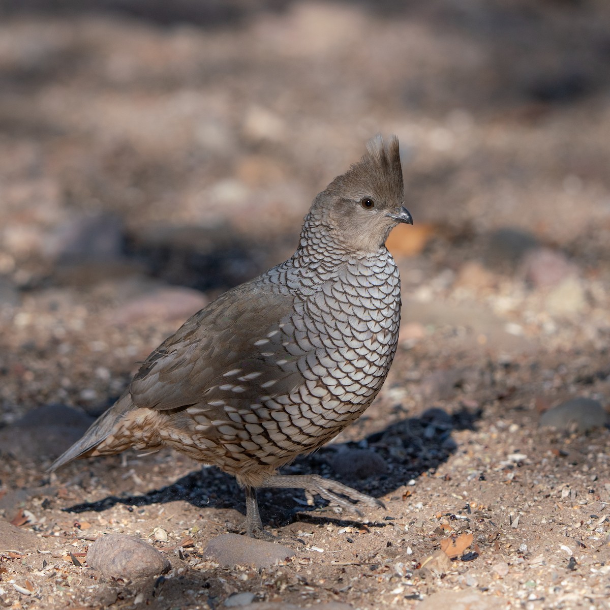 Scaled Quail - ML643447385