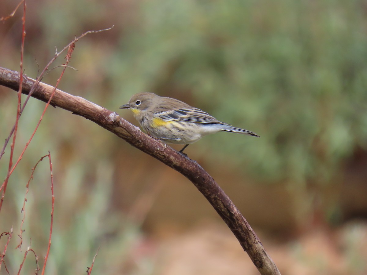 Yellow-rumped Warbler - ML643447387