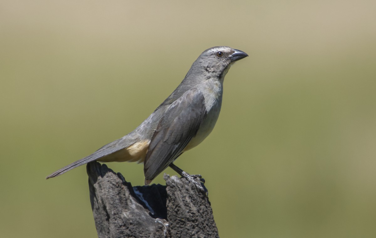 Bluish-gray Saltator - ML643447396