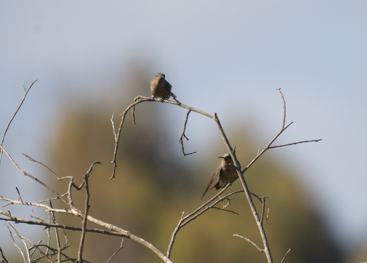 Riesenkolibri - ML643447422