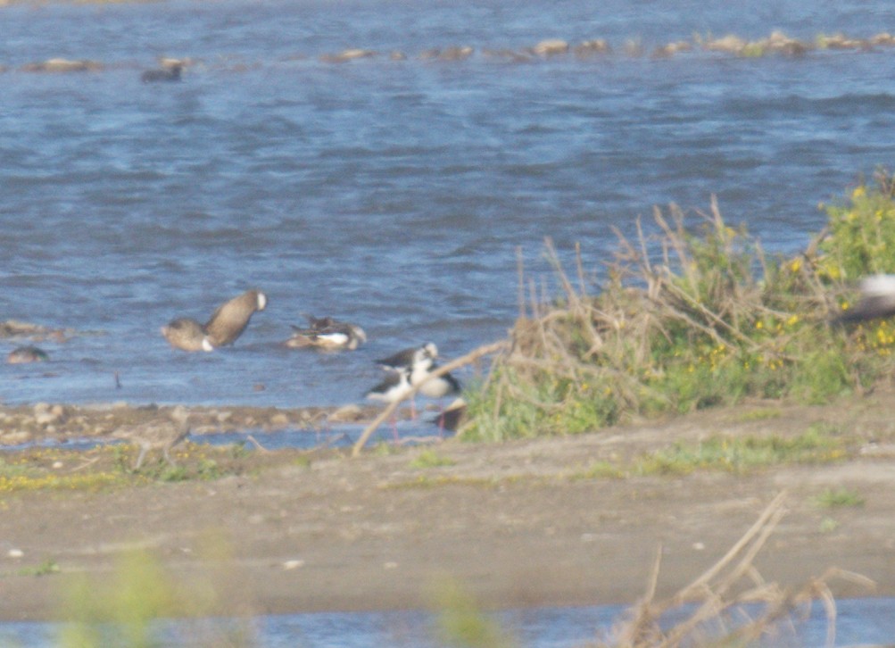 Échasse d'Amérique - ML643447442