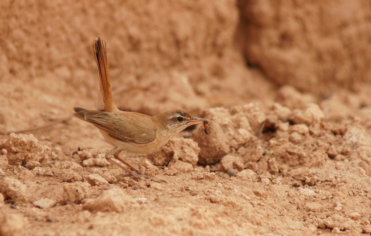 Rufous-tailed Scrub-Robin - ML643447450
