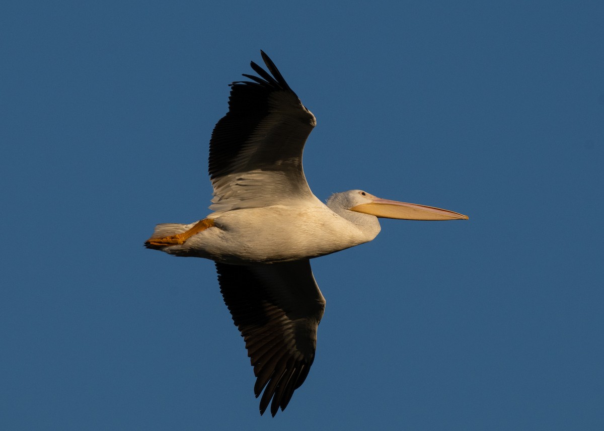 American White Pelican - ML643447472