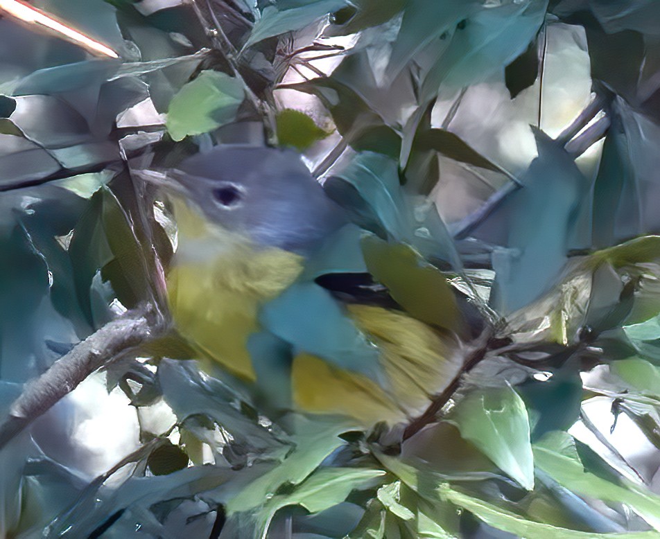 Magnolia Warbler - ML643447483