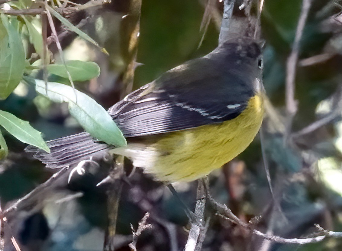 Magnolia Warbler - ML643447485