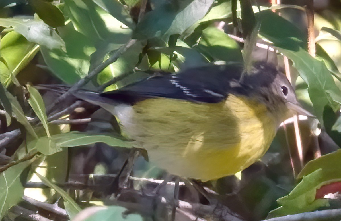 Magnolia Warbler - ML643447486