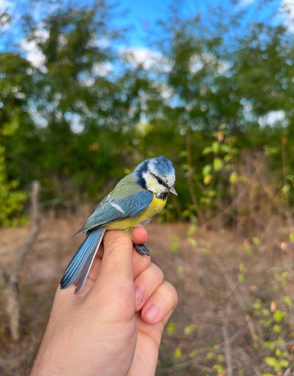 Eurasian Blue Tit - ML643447510