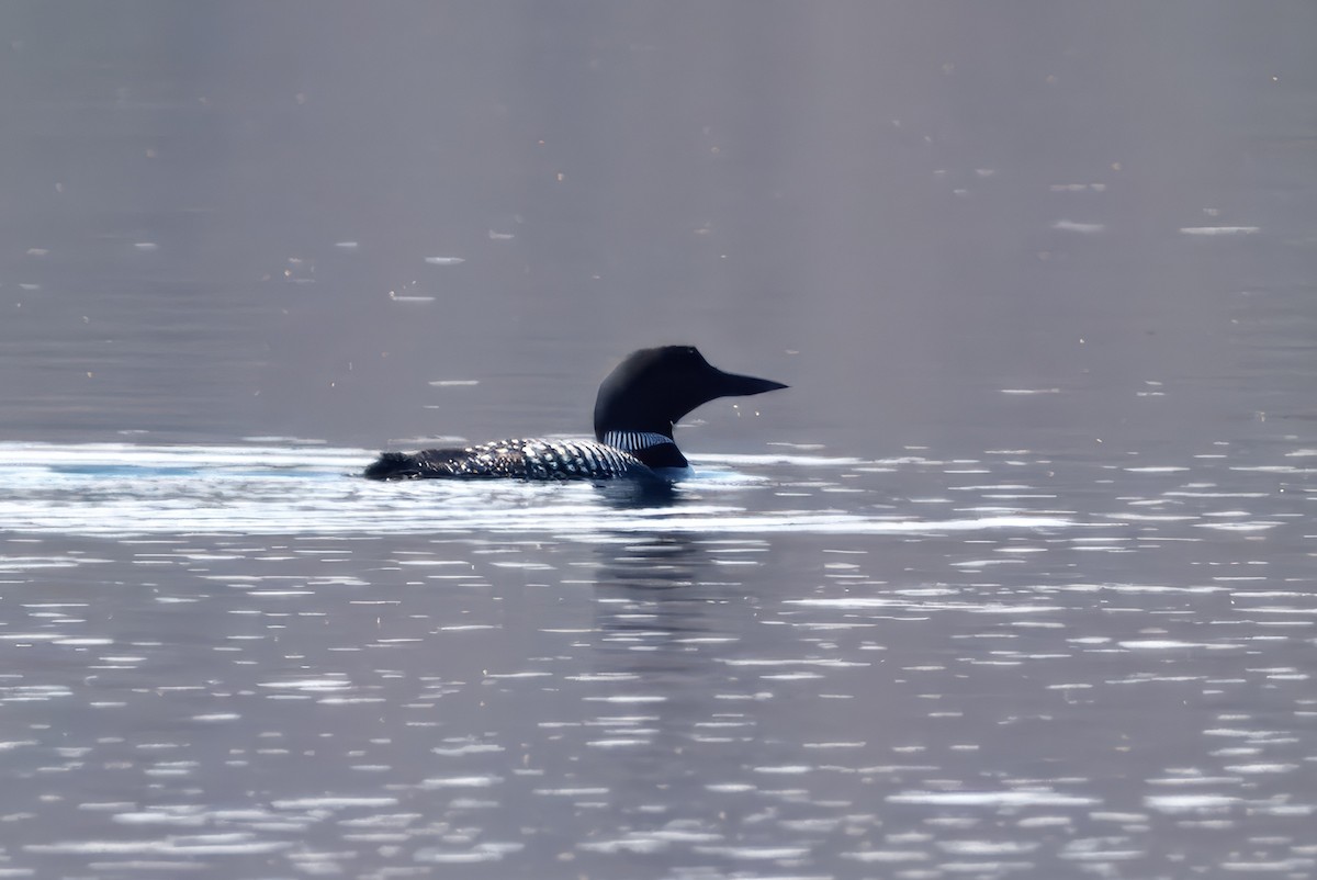 Common Loon - ML643447514