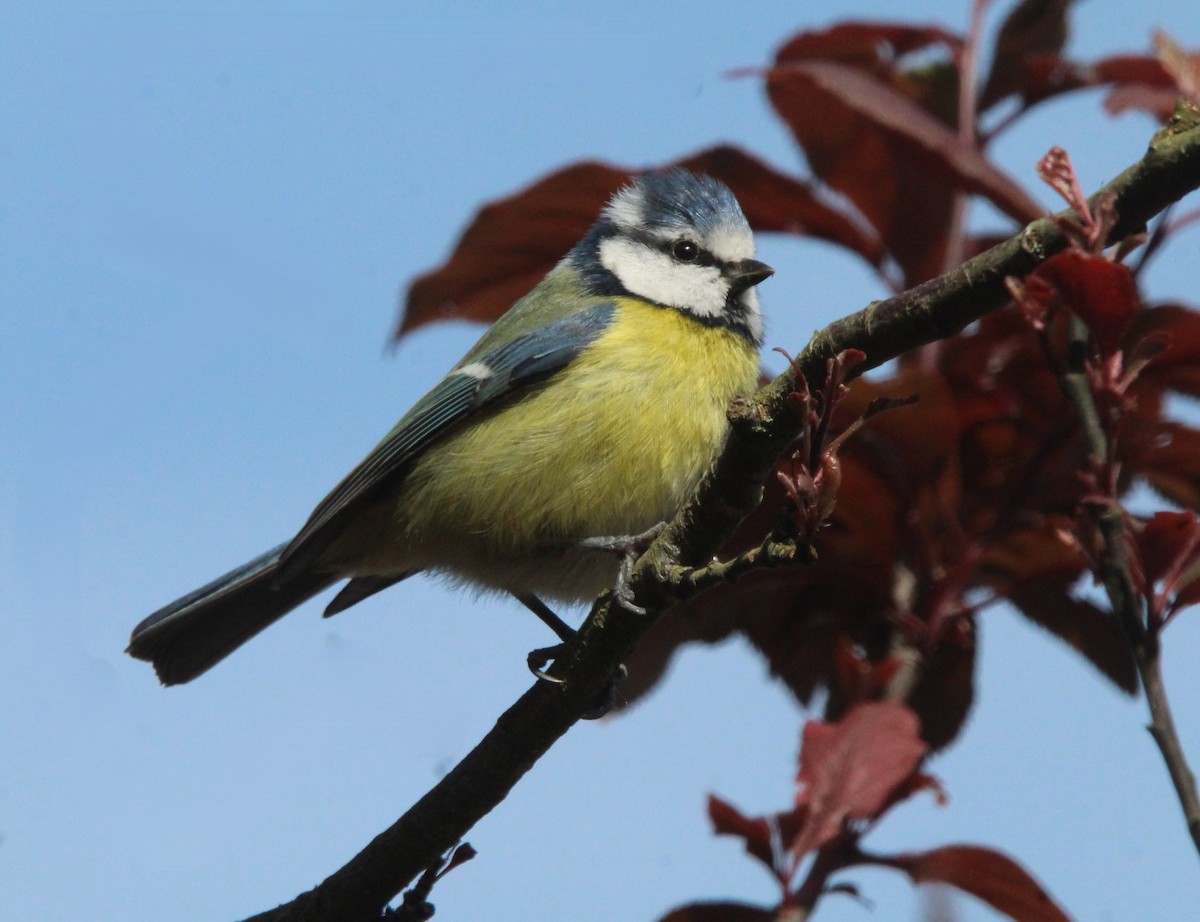 Eurasian Blue Tit - ML643447562