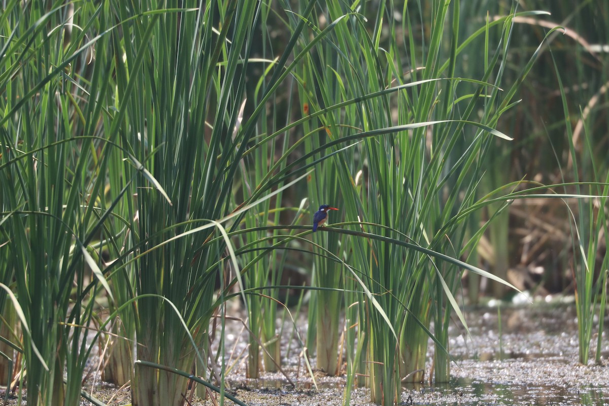 Malachite Kingfisher - ML643447591
