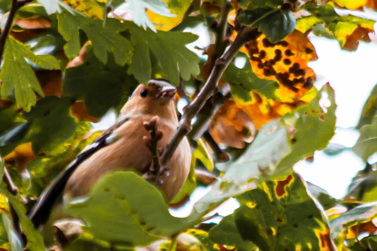 Common Chaffinch - ML643447607