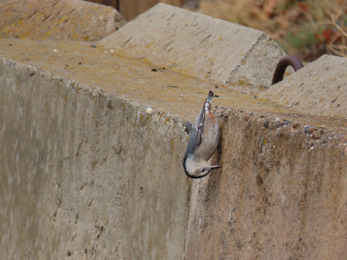 White-breasted Nuthatch - ML643447612