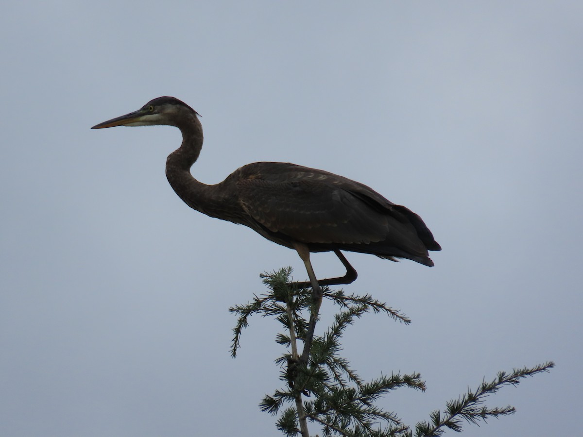 Great Blue Heron - ML643447637