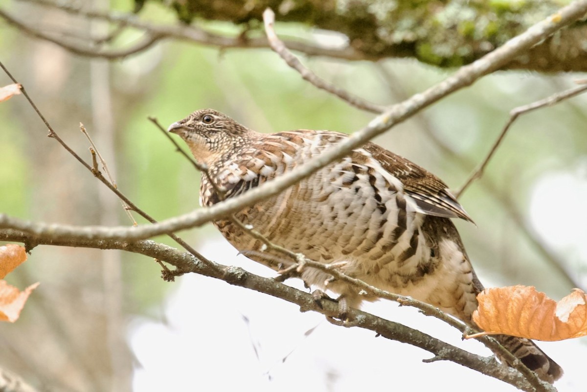 Ruffed Grouse - ML643447650