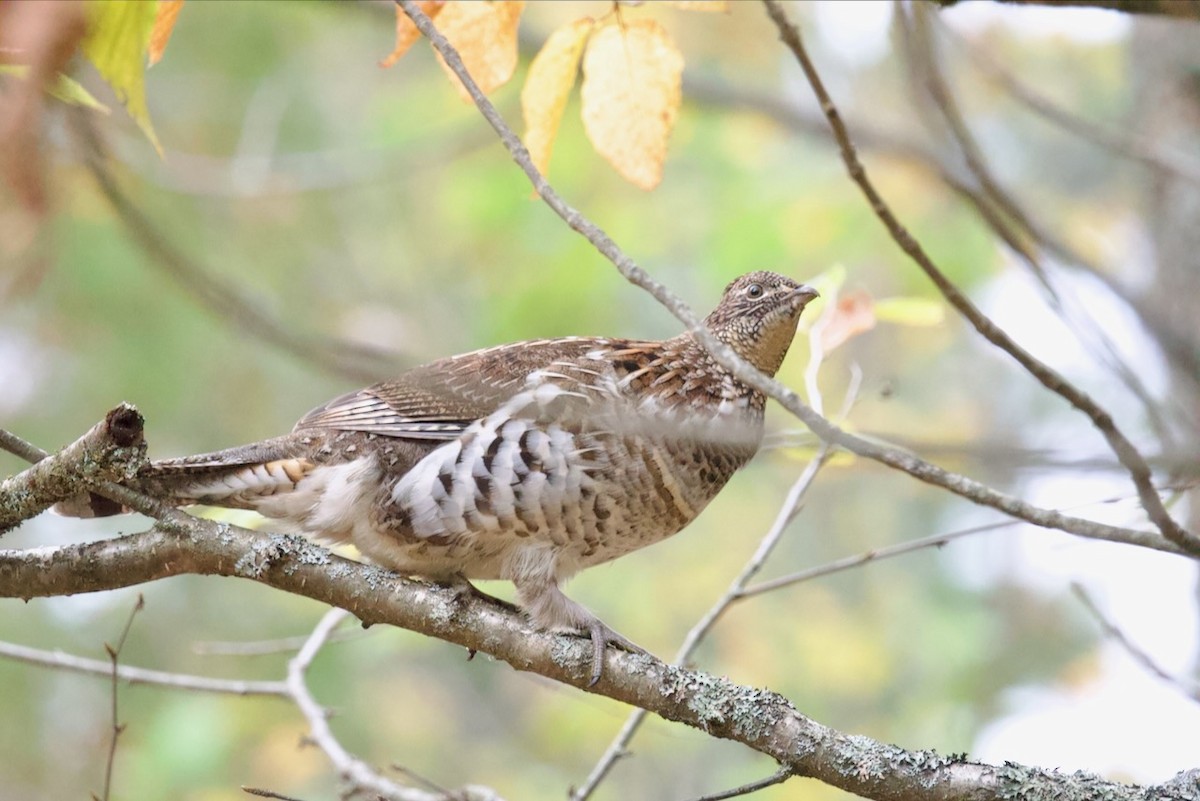 Ruffed Grouse - ML643447651