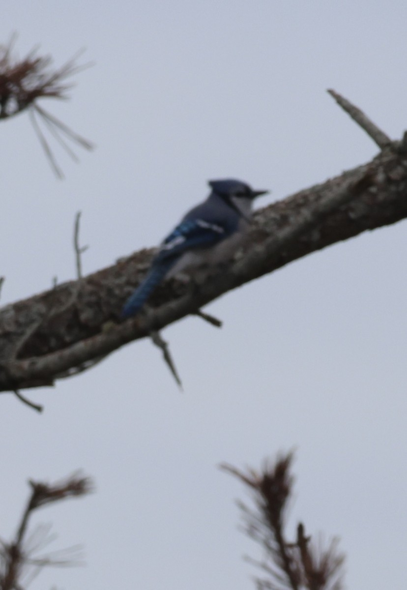 Blue Jay - ML643447655