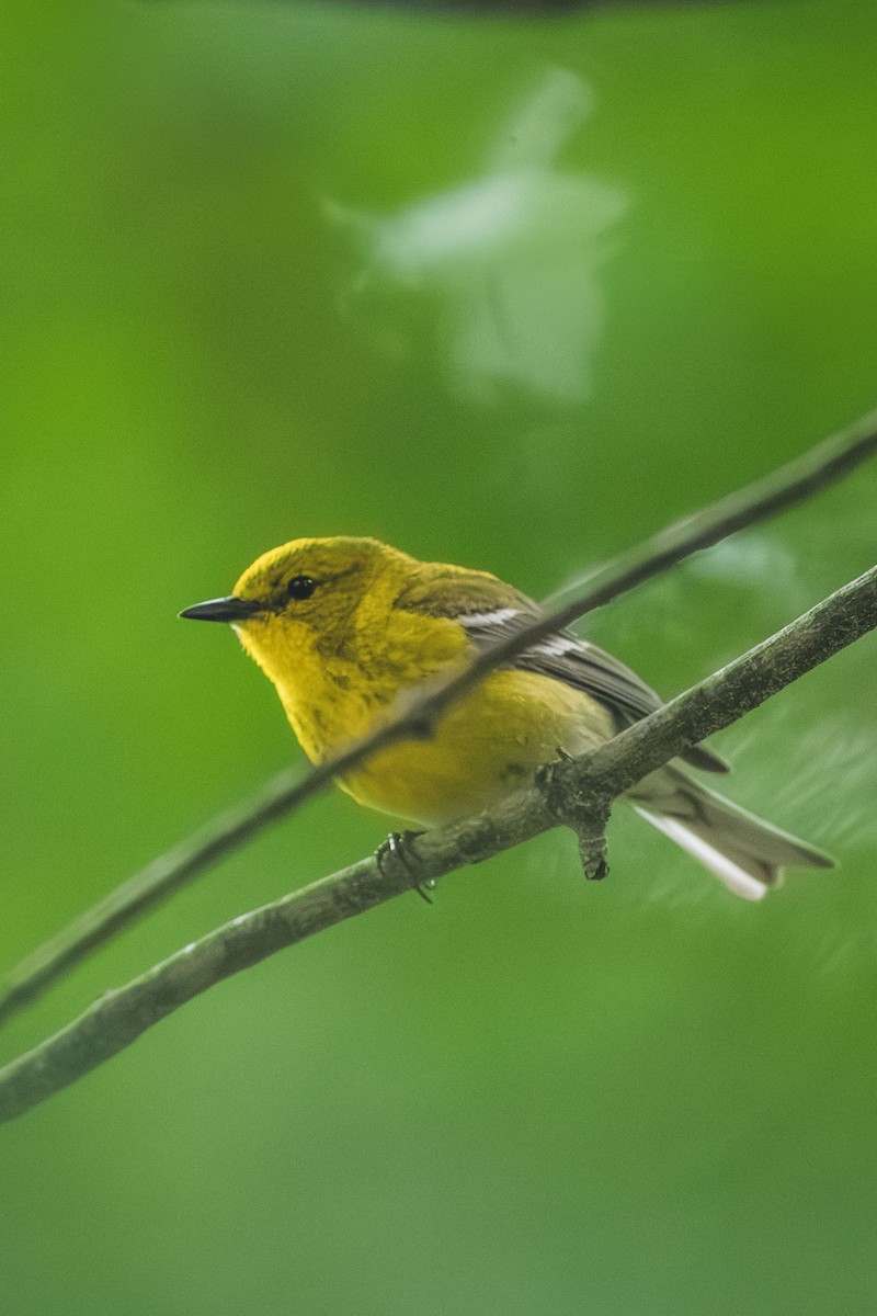 Pine Warbler - ML643447659