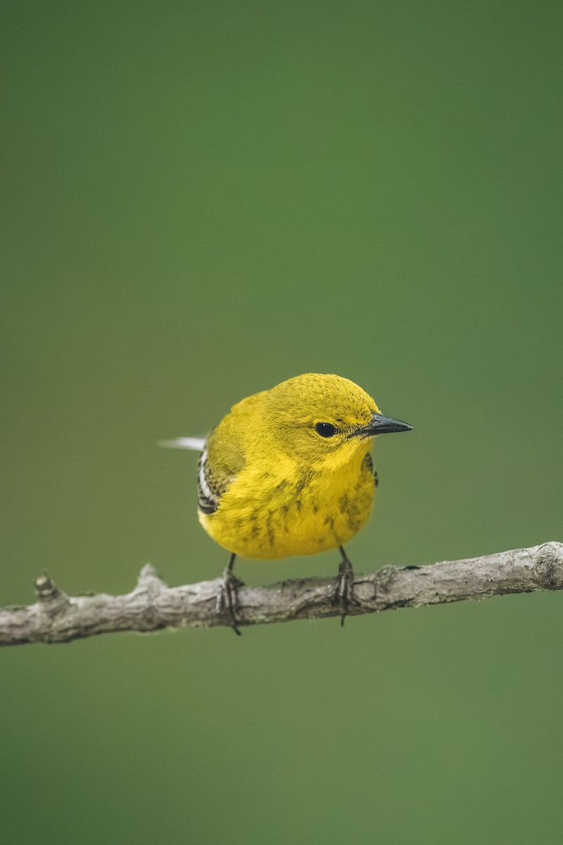 Pine Warbler - ML643447660