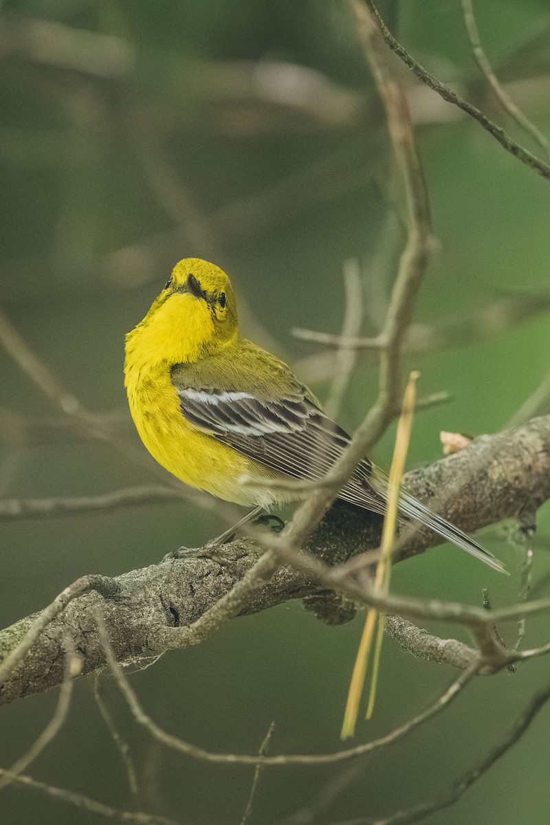 Pine Warbler - ML643447661