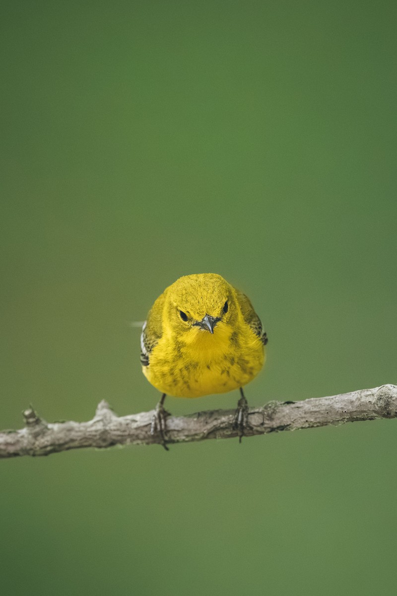 Pine Warbler - ML643447662