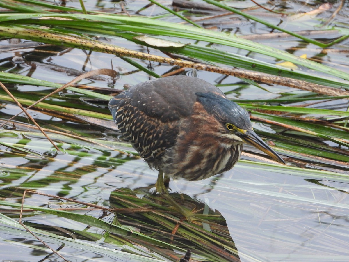 Yeşil Balıkçıl - ML643447663