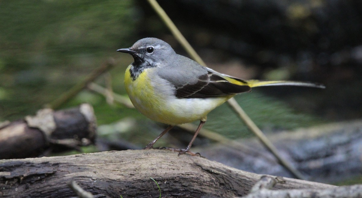 Gray Wagtail - ML643447681