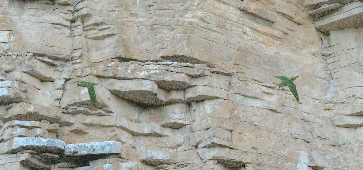 Rotmaskensittich - ML643447688