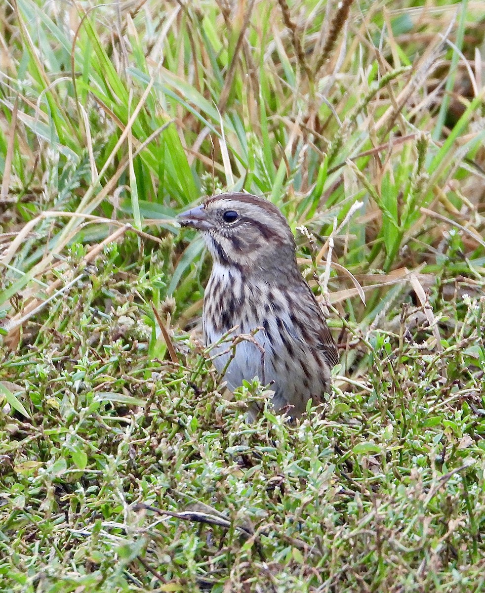 Ötücü Serçe - ML643447694