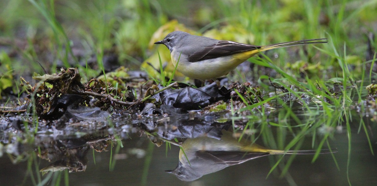 Gray Wagtail - ML643447710