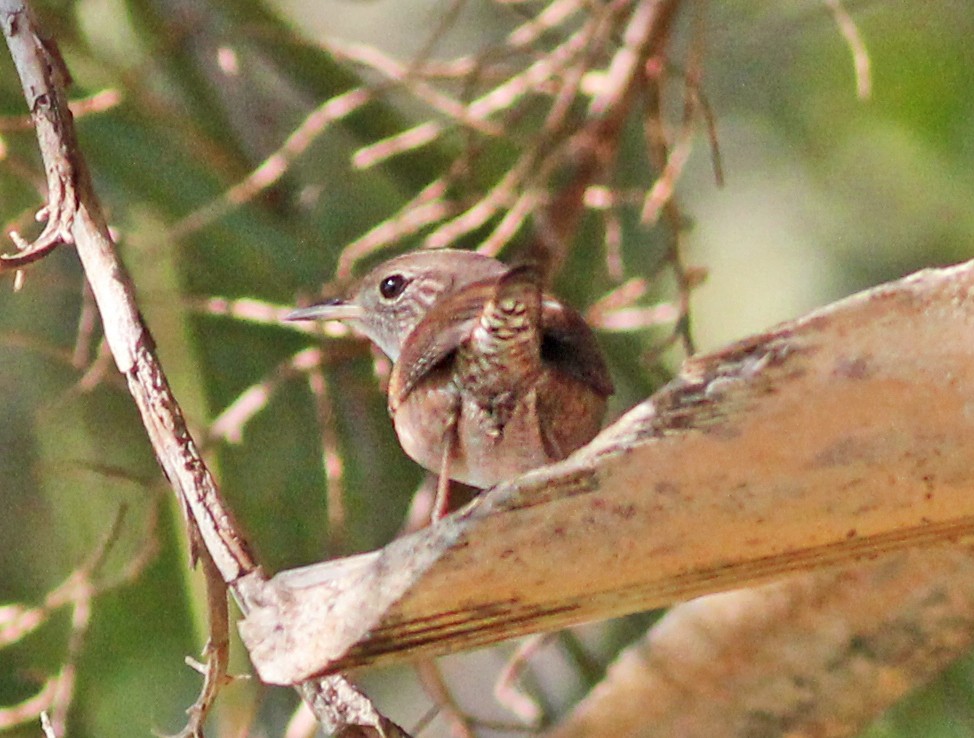 Northern House Wren - ML643447715