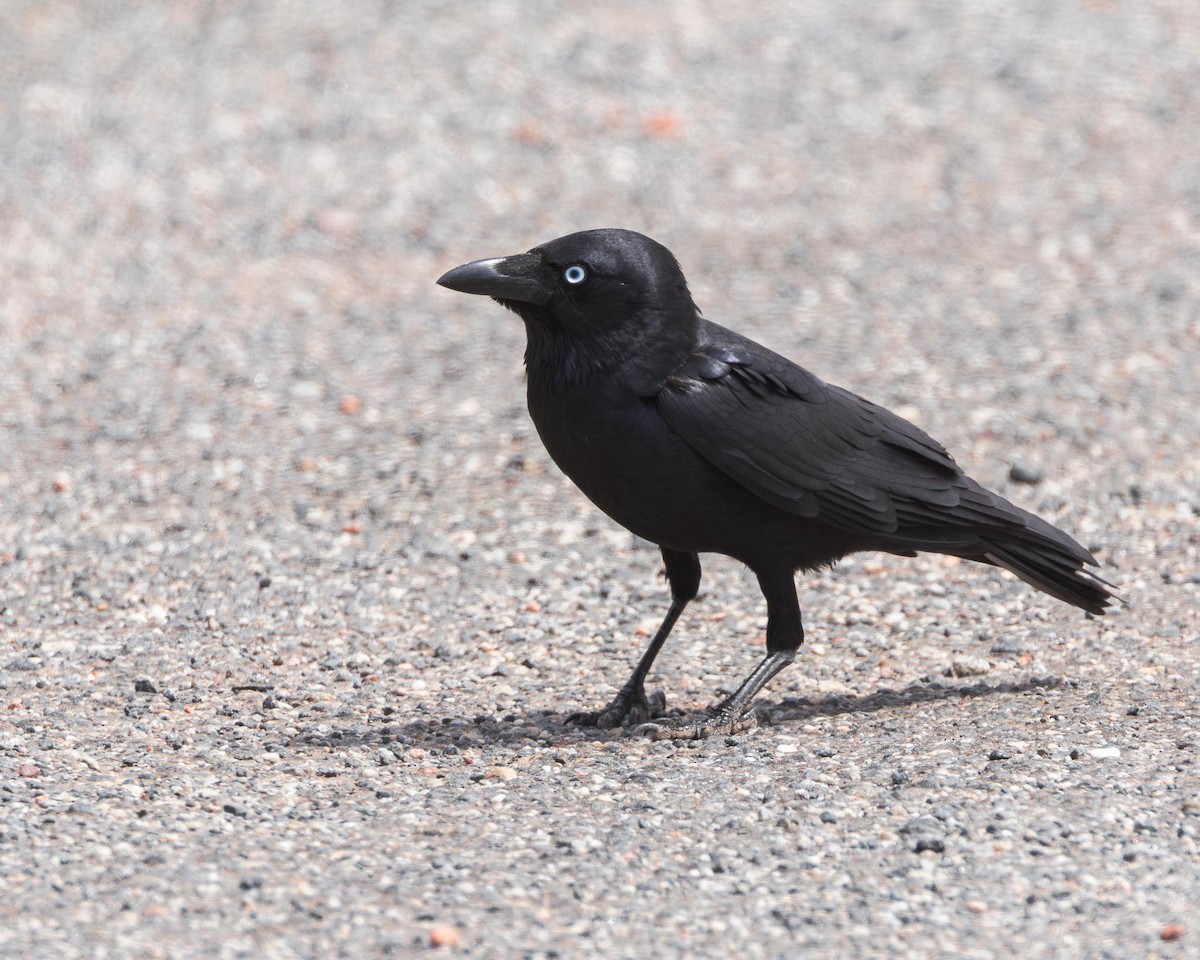 Little Crow - ML643447716